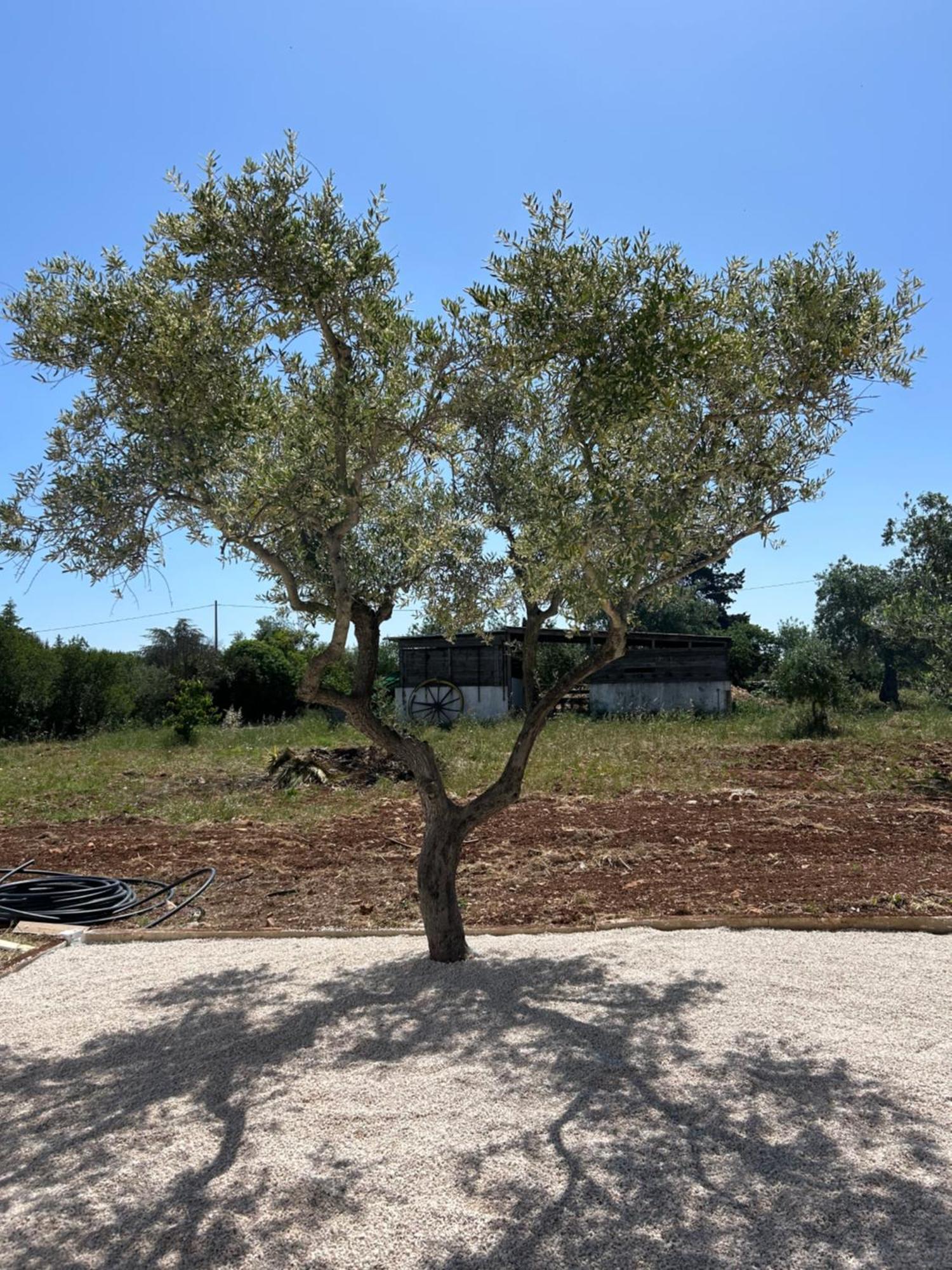 Trulli In Contrada - Monopoli Pension Buitenkant foto